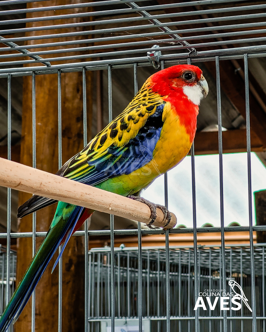 criadouro-colina-das-aves-rosela
